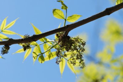 Fraxinus pennsylvanica 'Aucubifolia' - jasan pensylvánský 'Aucubifolia' - květenství a listy (2)